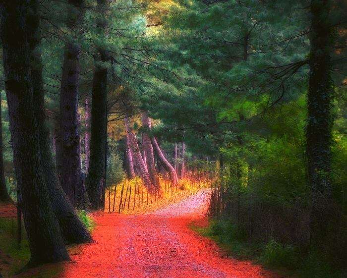 Beautiful leaves add colors to the route to the Forest Training School in Bandipore