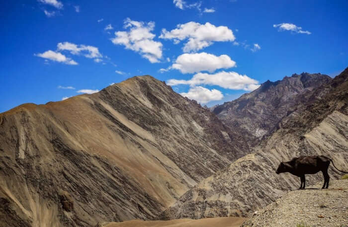 Lamayuru To Alchi Trek