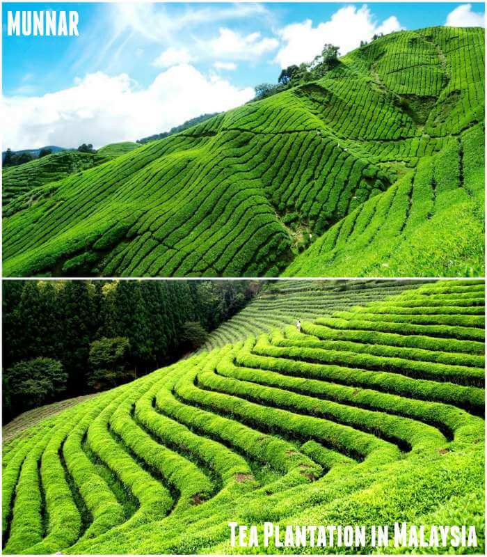 Munnar in Kerala-Boh Tea Plantation in Malaysia