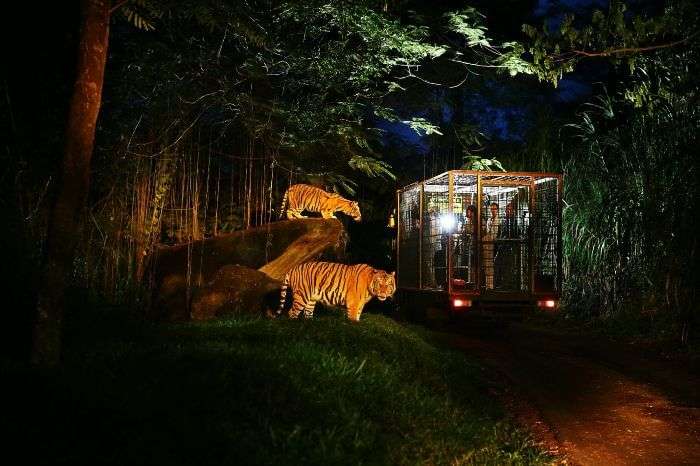 Go in the wild with a night safari in Bali Safari and Marine Park