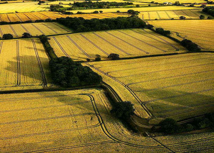 Patterns of wheat fields in England