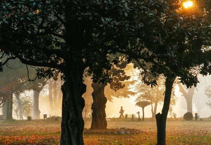 The sun shines through the trees during the autumn season in Srinagar