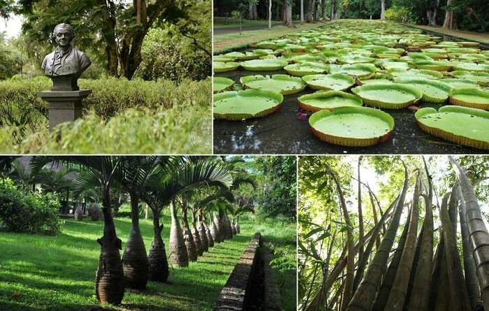 A collage of the various things to see at the Sir Seewoosagur Ramgoolam Botanical Garden