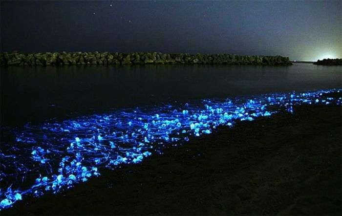 Glowing Toyama Bay in Japan
