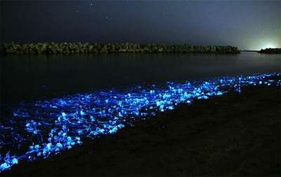 15 Brilliant Bioluminescent Beaches And Bays Worldwide