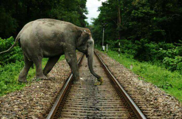 An elephant crossing the rail tracks