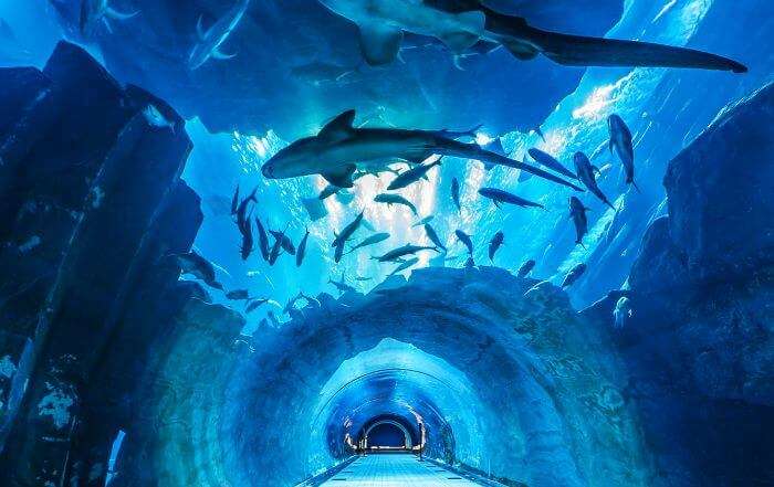 The alleys of underground Dubai Aquarium
