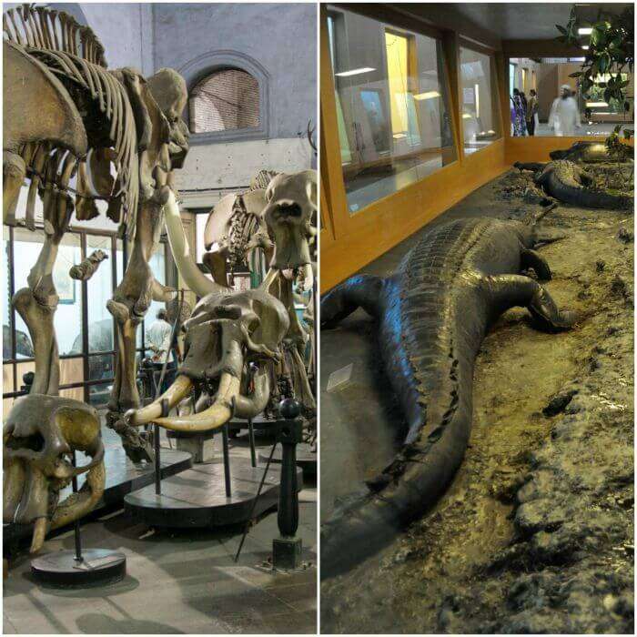 Various fossils and sculptures of various animals, extinct and otherwise in Indian Museum