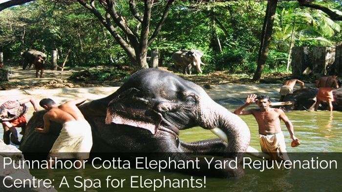 spas for elephant