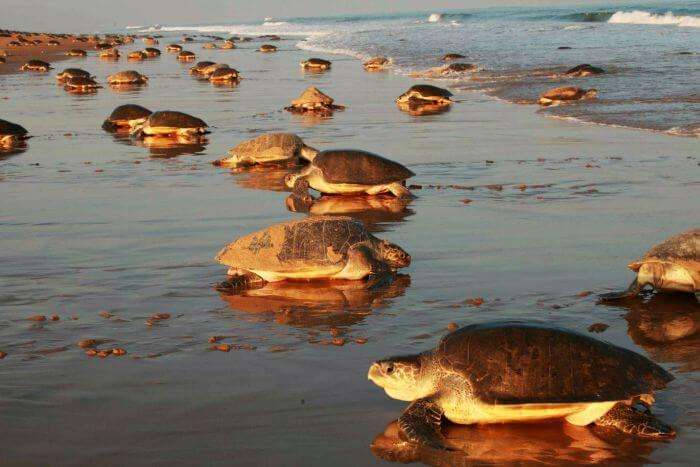 Turtles on the shore as water recedes about5 km on the Chandipur Beach in Orissa