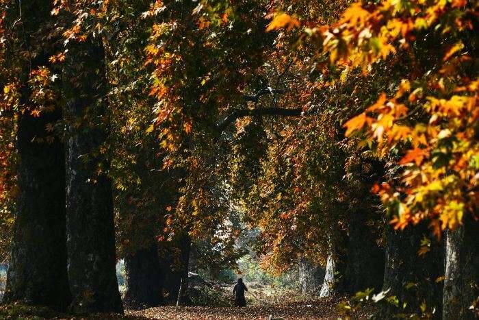 A woman walks among the maple trees in Srinagar