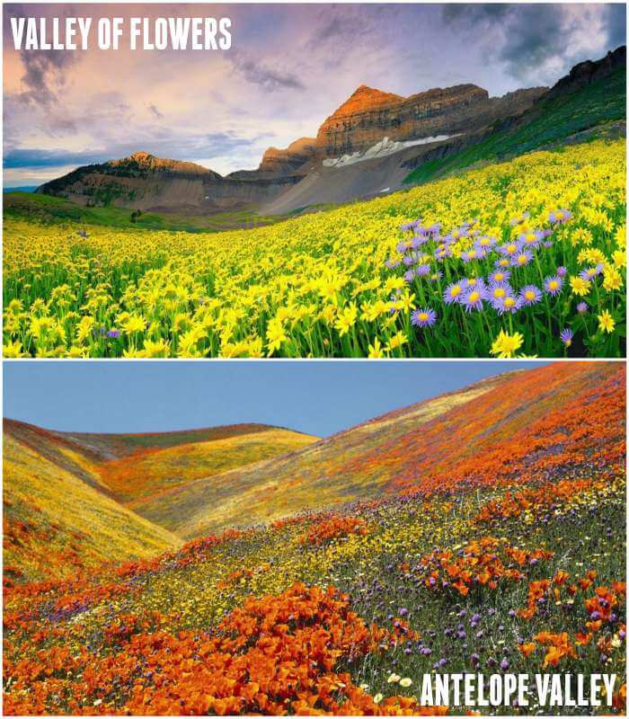 valley of flowers and antelope valley