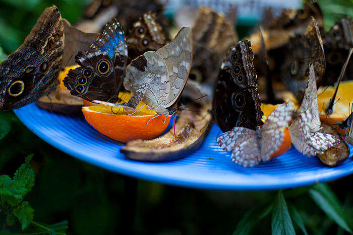 Butterflies at the Butterfly Conservatory of Goa