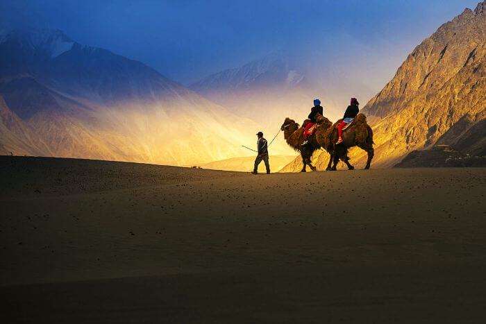 A desert safari on the double hounded camel