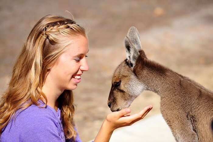 A woman feeding a kangaroo at Cohunu Koala Park