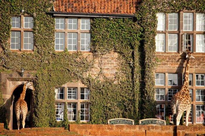 Giraffes trifling around the Giraffe Manor in Kenya