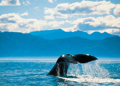 A whale diving in the sea at Kaikoura is among the top places to visit in New Zealand