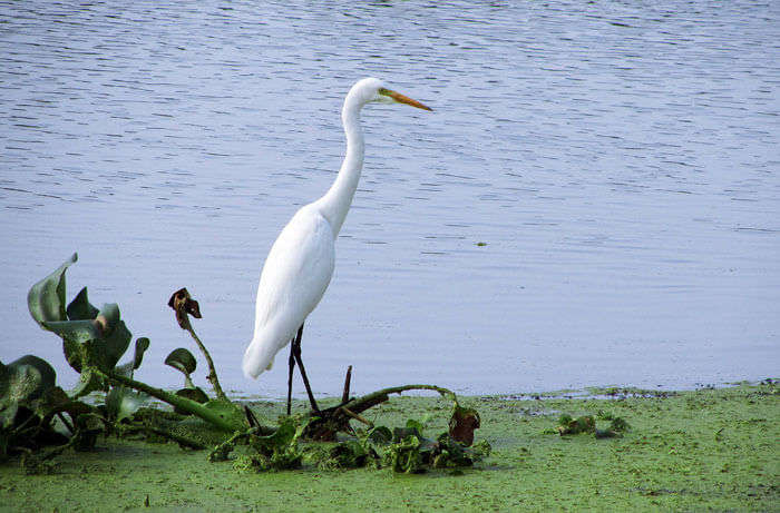Kolleru Lake Bird Sanctuary