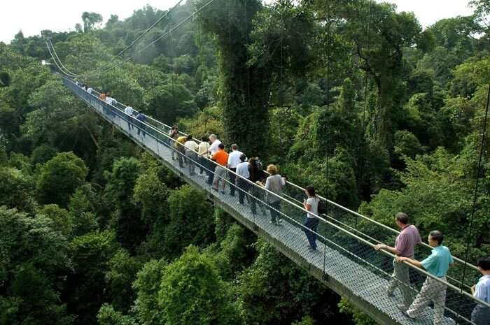 Walking among the trees at MacRitchie is one of the awesome free things to do in Singapore