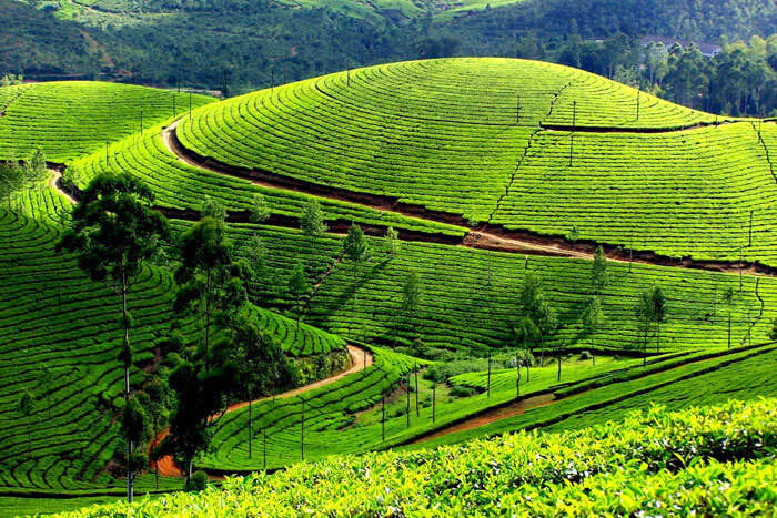 See the green plantations of Munnar with the budget trips in India that present a picturesque view