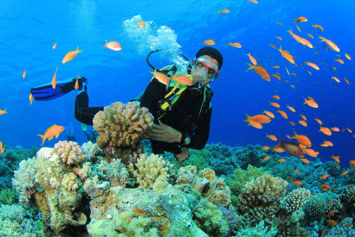 Scuba diving in coral Trakali 