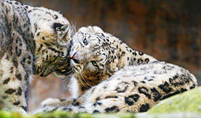 A pair of playful snow leopards