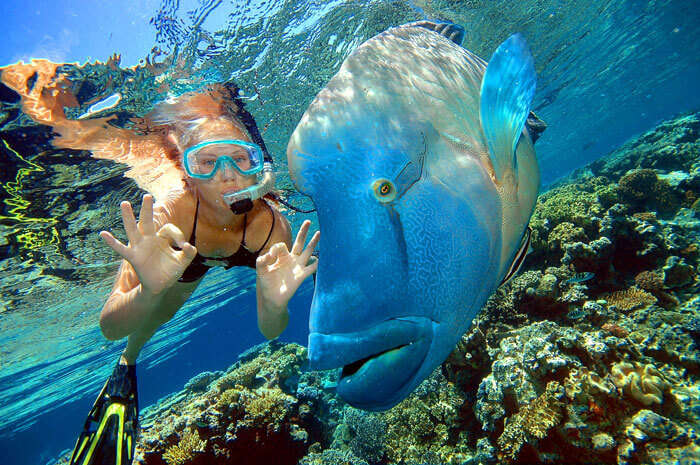 Snorkeling at The Great Barrier reef