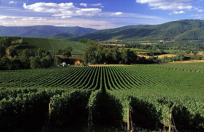Yarra Valley in Victoria is most pleasantly weathered among the Australia honeymoon destinations