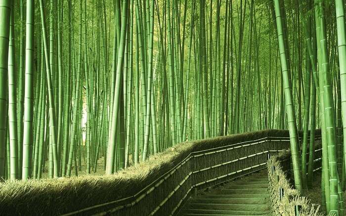 A staircase through the bamboo forest in Japan