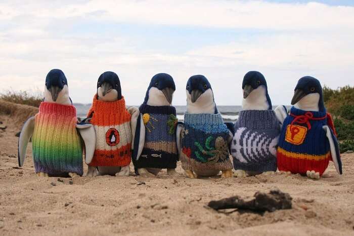 Penguin Parade at Phillip island