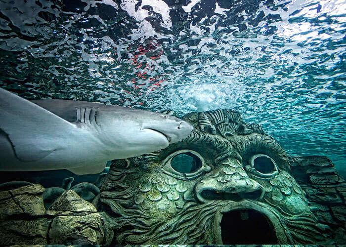 Watch the sharks at Sealife Syndey Aquarium