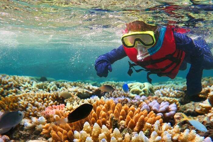 Snorkeling in the Great Barrier Reef of Queensland in Australia