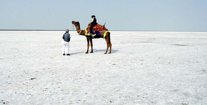 A camel ride on the white desert at Rann of Kutch