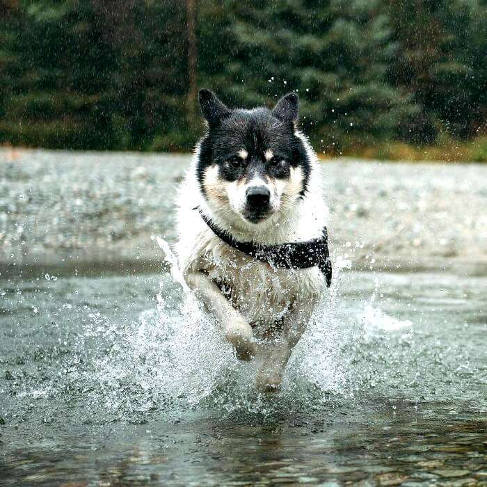 Husky running through the water