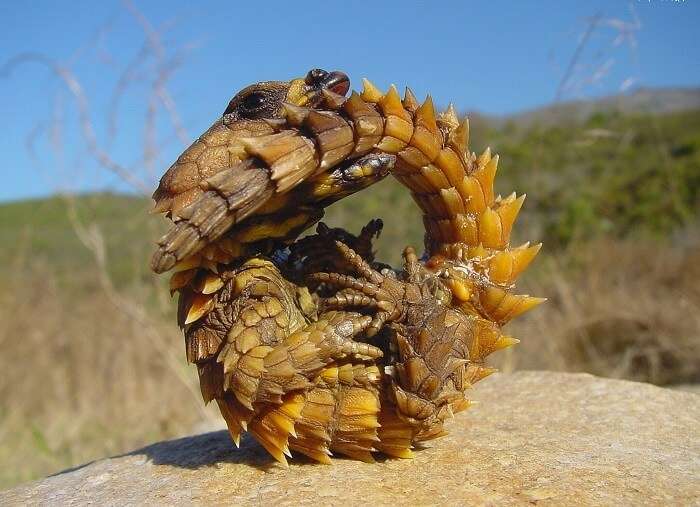 A native reptile at Socotra Island