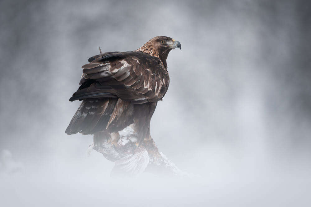 A Golden Eagle at the African Bird of Prey Sanctuary, Pietermaritzburg