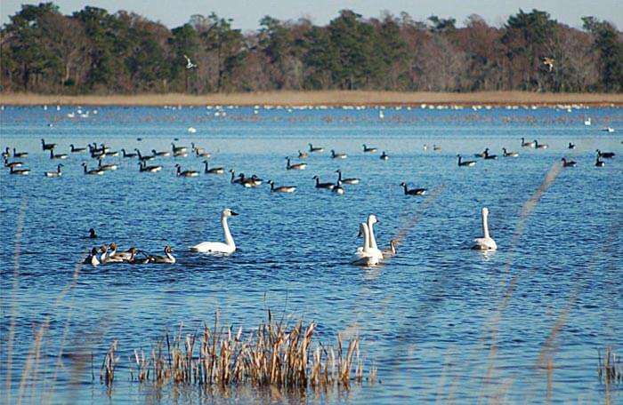 Different birds at Chilika Lake in Orissa