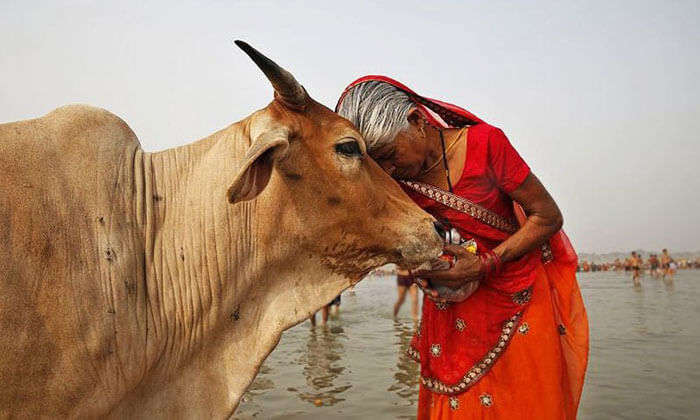 Cow worshippers in India