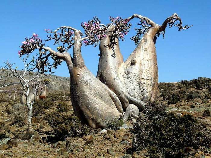 Desert rose at Socotra Island