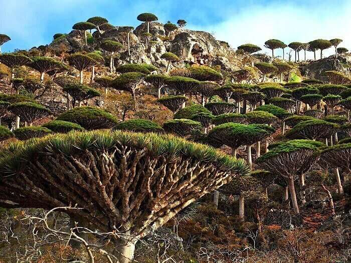 Dragon blood tree in Socotra Island