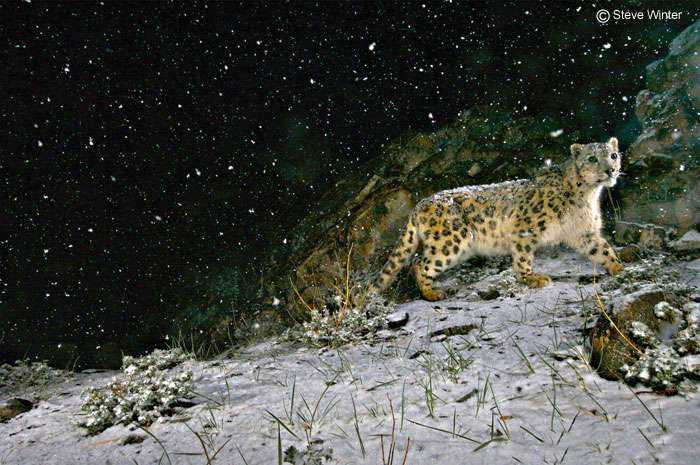 Hemis National Park is the place where you might run into snow-leopards through your hike