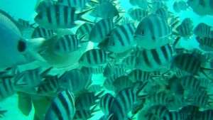 Beautiful view of life underwater in Mauritius