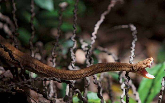 Snake Island, São Paulo