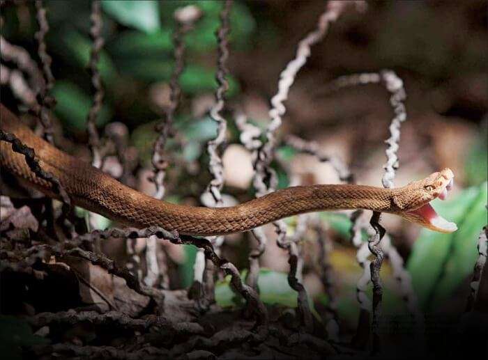 Snake-island-in-Brazil