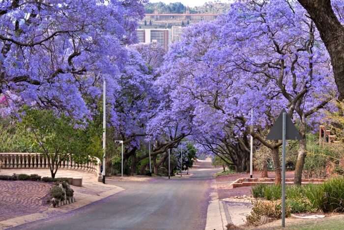Jacaranda trees in a street at Pretoria