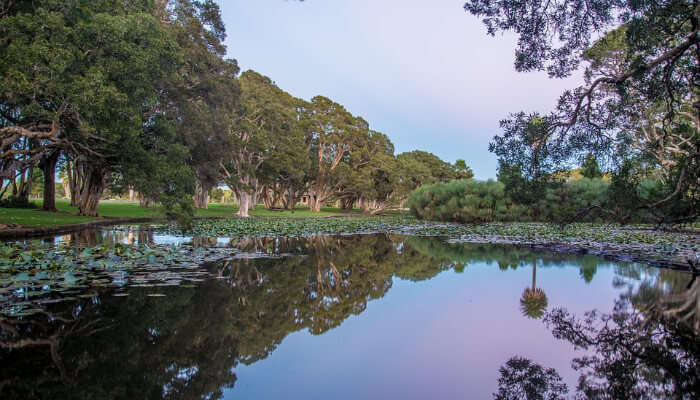 Centennial park in Sydney