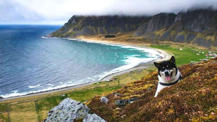 Dog sitting beside a lake