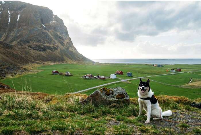 Dog enjoying the evening