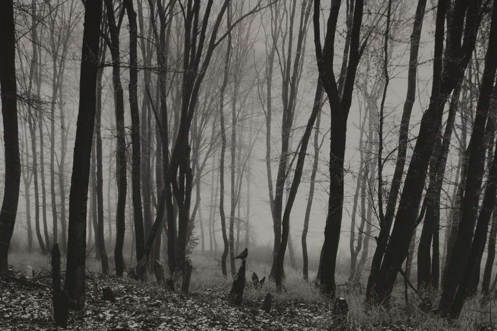 foggy_graveyard_by_no_data-d4xc4l3