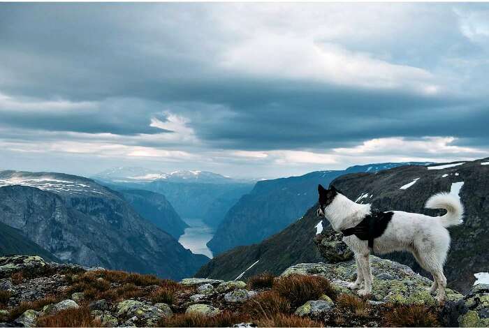 Husky looking at the bottom from the mountain